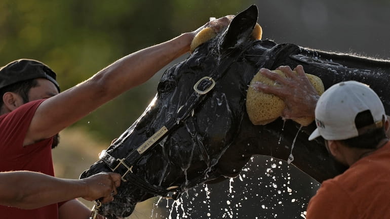 Kentucky Derby hopeful Domestic Product gets a bath after a...