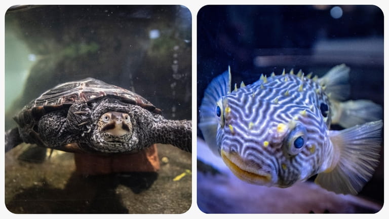 A turtle and a striped Burrfish can be spotted at...