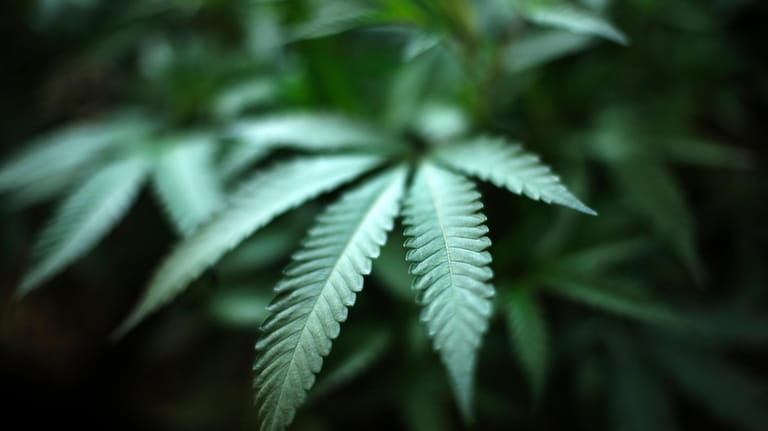 An indoor cannabis farm in Gardena, Calif., is seen, Aug....